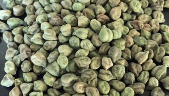 green desi chana