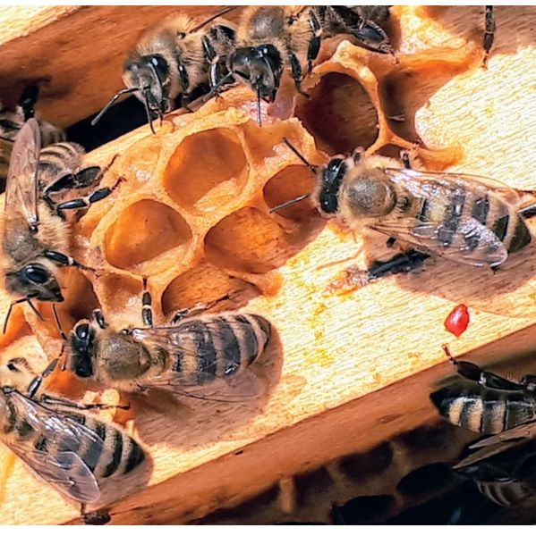 Honeybees working on a honeycomb.