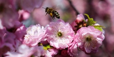 PURE hair products has planted 70,000 bee friendly trees. Chosen partner of BOHO hair salon, Byron.