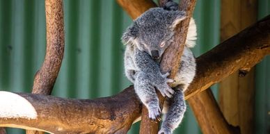 PURE hair products adopts koalas and is proudly supported by BOHO Organic hair salon in Byron Bay.