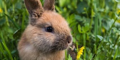 PURE hair products are cruelty-free and used by BOHO Organic Hair Salon in Byron Bay.