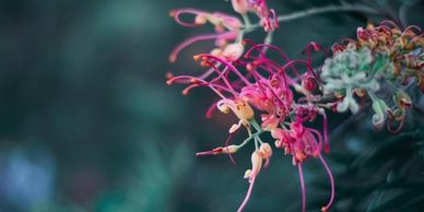 Byron Organic Hair Origin (BOHO) Byron Bay uses PURE hair products who actively plant native trees.