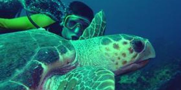A diver swims with a sea turtle, Transformation Scuba