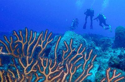 Learn how to save our imperiled coral reefs.