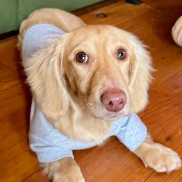 Longhaired Miniature Dachshund