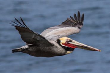 A brown pelican flying over water with wings spread wide.