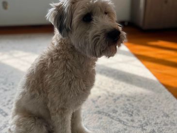 We bought Pebbles with the help of Sugardale Wheatens in November of 2019. She was the perfect addit