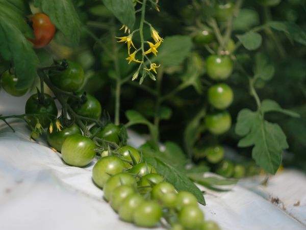Tomates cerises biologiques