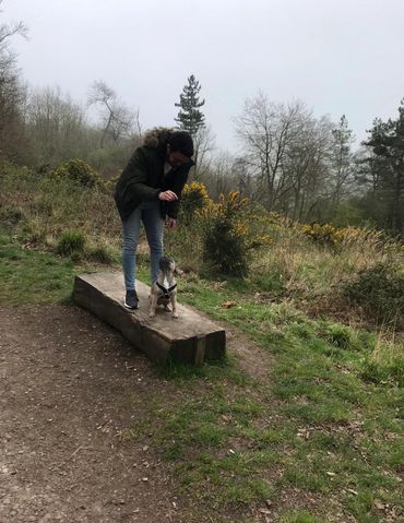 Person training a small dog outdoors on a wooden bench.