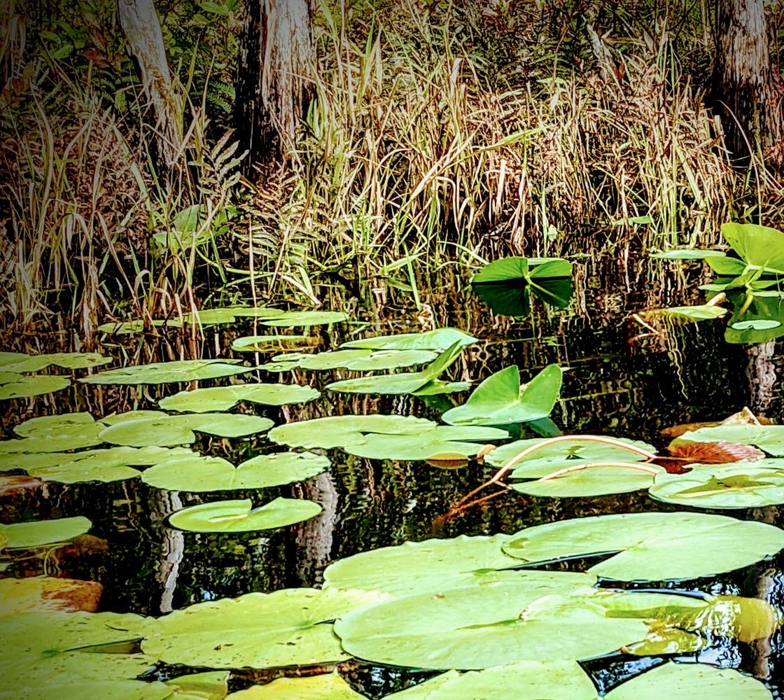 Lush green lily pads floating on a calm pond with reflections.