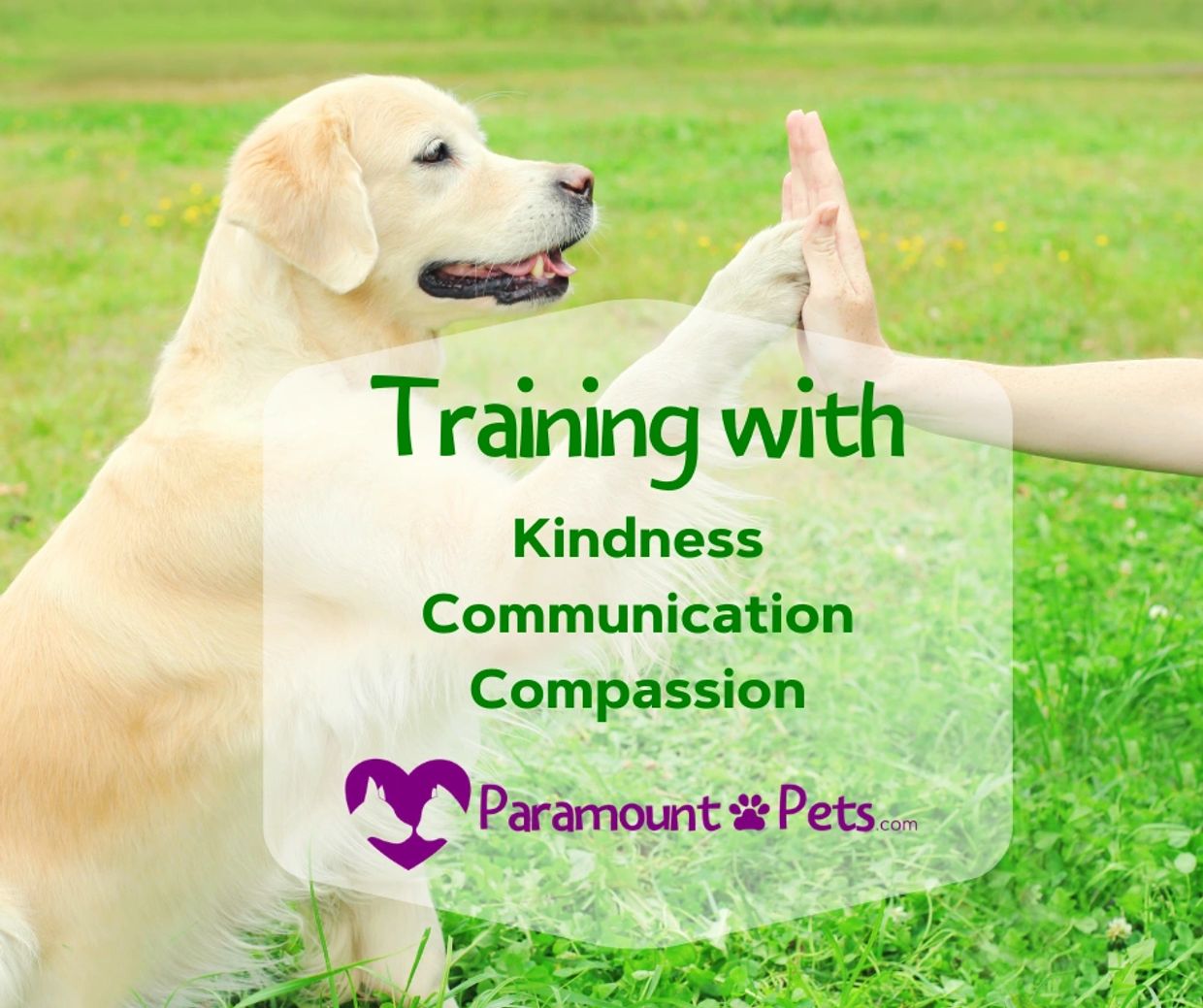 training with cathy pitts paramount pets