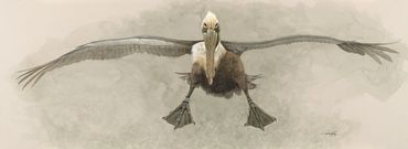 Original Watercolor
Pelican
Sky Glider
Framed Size 58x28
$3000
*Giclee's Available