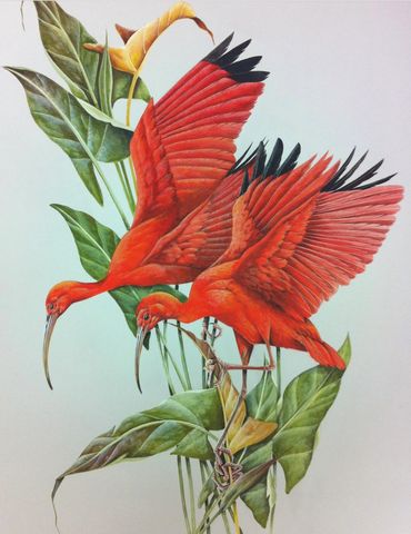 Scarlet Ibis
ORIGINAL SOLD

