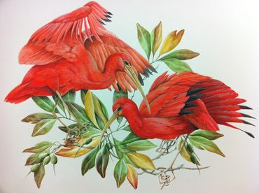 Scarlet Ibis
