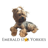 Emerald Star Yorkies