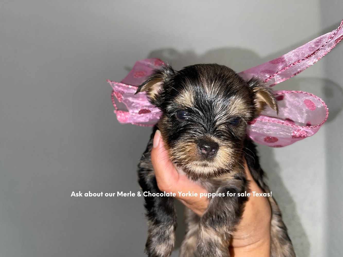 Ask about our Merle Yorkie puppies for sale Texas