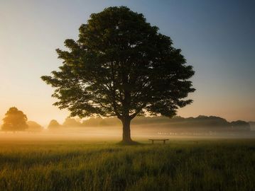 Large tree standing alone in a misty field during sunrise.