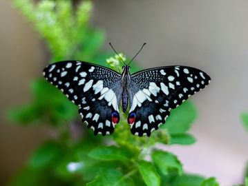 A black and white butterfly with red spots on green leaves.