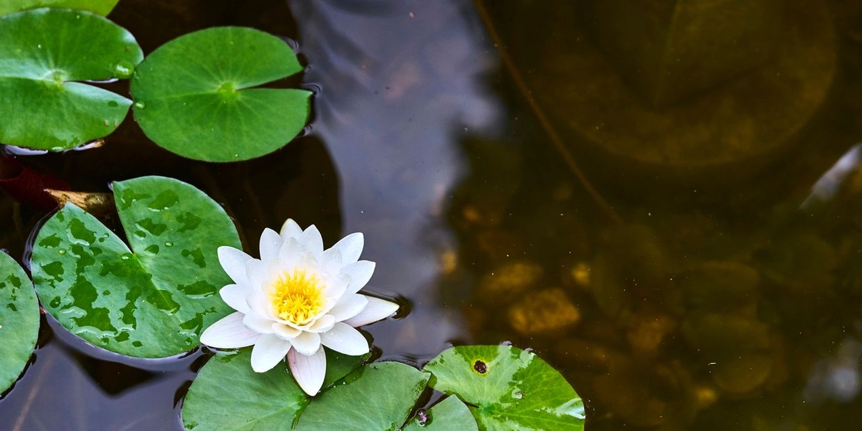 A white water lily blooming on green lily pads in calm water.