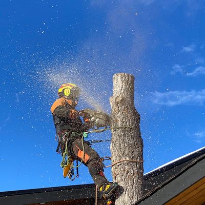 "Nootka Tree Care: expert tree removal services in Calgary & area"