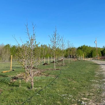 Planting Silver Cloud Maples on an acreage outside Calgary with Nootka Tree Care.