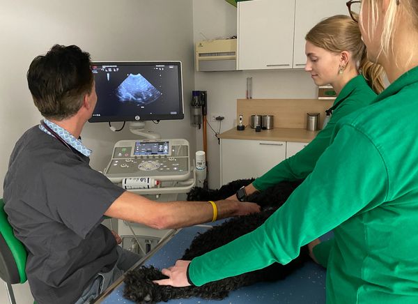 Echografie van de buik van een hond