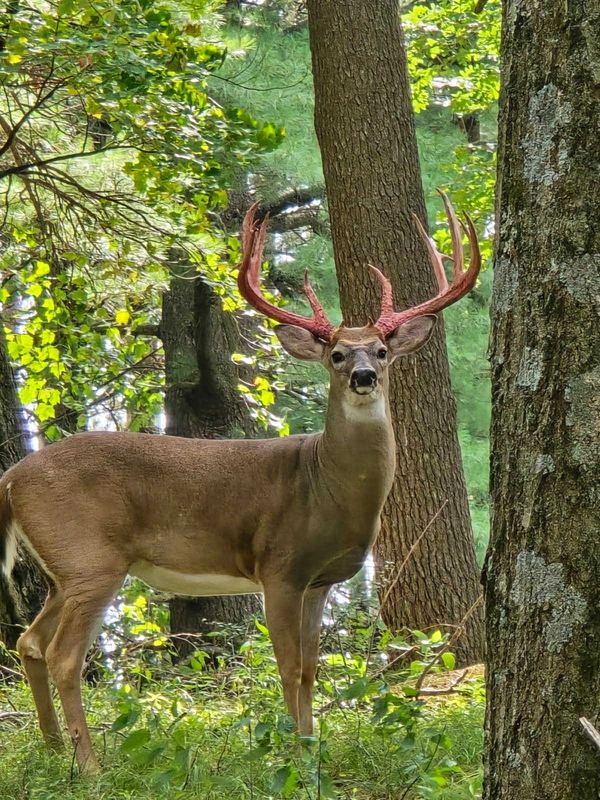 “This isn’t just a whitetail—it’s a Wolf River Whitetail