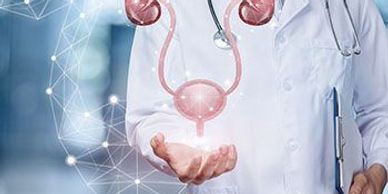 El ultrasonido de vías urinarias incluye riñones, vejiga urinaria, próstata.