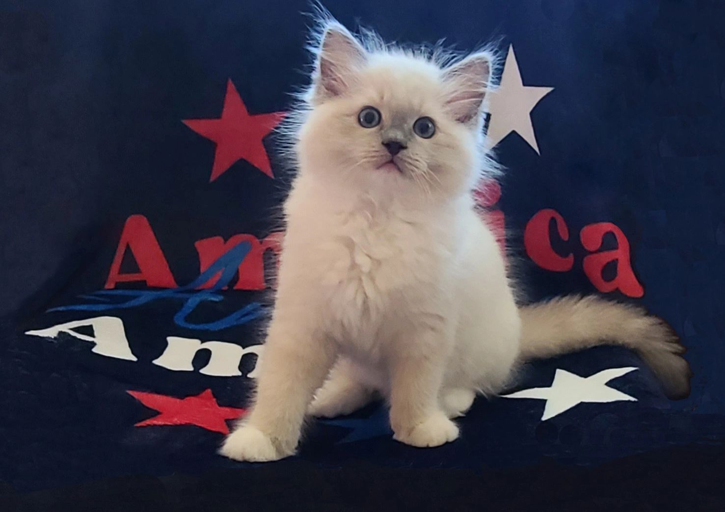 Apollo is one of our beautiful kittens right now.  He is wishing you a very....