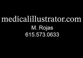 medical illustrator
megan rojas
megan@medicalillustrator.com
615.