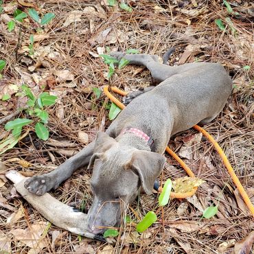 The love for tracking wounded game begins at a young age, where we channel their natural abilities