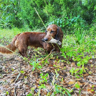 This beautiful long haired dachshund was brought here from Austria for blood tracking wounded game.