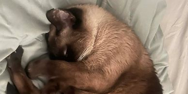 A brown cat curled up and sleeping on a light-colored blanket.