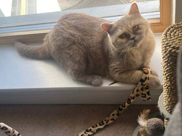A fluffy cat sits on a windowsill playing with a leopard-print toy.