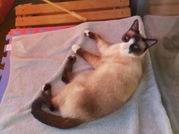 A Siamese cat lying comfortably on a gray blanket.