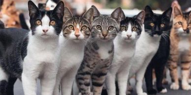 A line of curious cats looking directly at the camera.