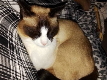 A Siamese cat resting with eyes closed on a patterned fabric.