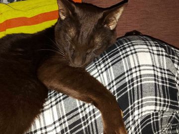 A brown cat sleeping on a plaid-patterned fabric.