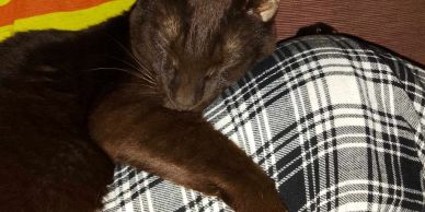 A black cat sleeping on a plaid blanket.