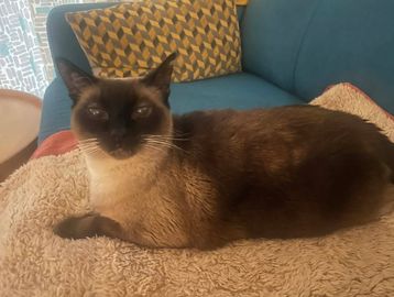 A Siamese cat lounging on a beige blanket on a couch.