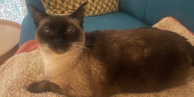 Siamese cat relaxing on a cozy blanket on a couch.