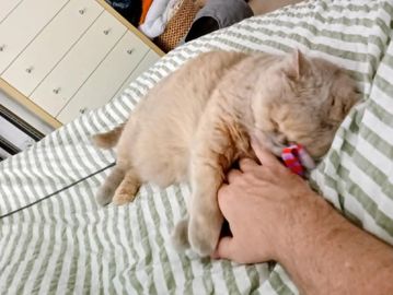 A fluffy cat playfully biting a person's hand on a striped bed.