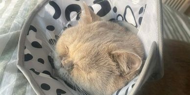 A cat peacefully sleeping with a patterned cone around its neck.