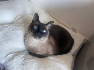 A Siamese cat with blue eyes resting on a white blanket.