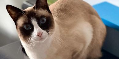 A close-up of a Siamese cat with striking blue eyes.