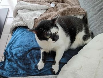Black and white cat resting on a blue blanket on a couch.