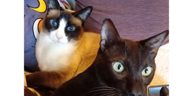 Two cats with striking eyes sitting closely together on a couch.