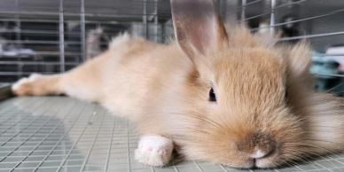 Fluffy light brown rabbit lying down with a relaxed expression.