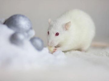 A white rat with red eyes nibbling on food.