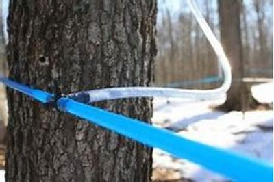 The Wisconsin Maple Syrup Producers Association offers information and resources for small and large producers